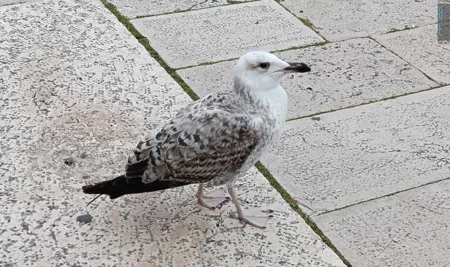 Segue i pescatori, li chiama e pretende del cibo: � Pasquale, il gabbiano di N-d�rr'a la lanze